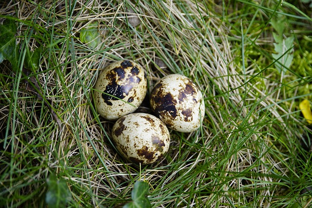 Günyüzü Bıldırcın