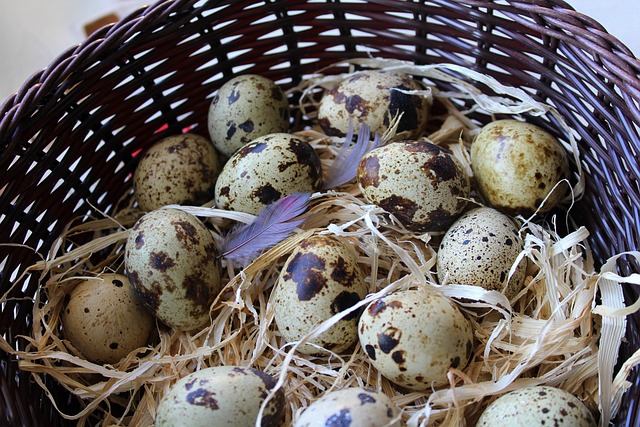 Hocalar Bıldırcın