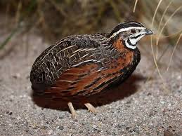 Tavas Bıldırcın Eti